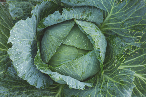 野菜3_キャベツ