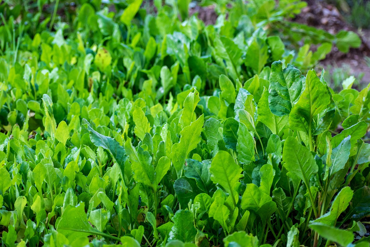 野菜9_ほうれん草