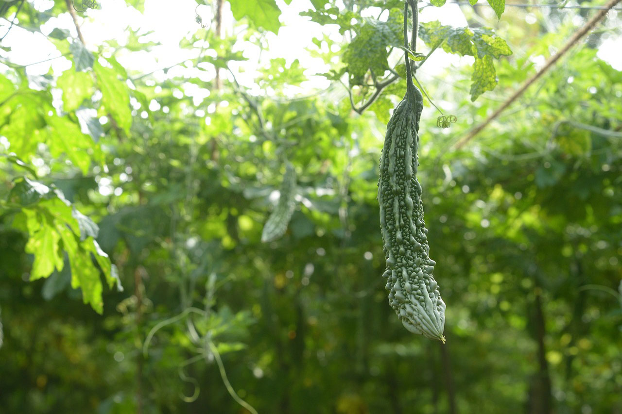野菜11_ゴーヤ