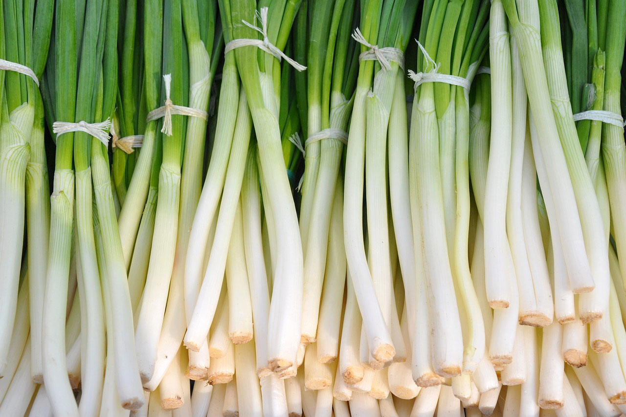 野菜13_ねぎ